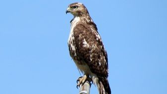 Red Broad-Shouldered Hawk