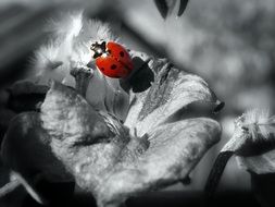 bright ladybug in black and white background