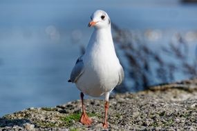 portrait of a seagull on the rock