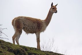 Vicuna, high mountain camelid