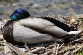 drake in the nest close up