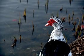 black duck with white-red head on a pond