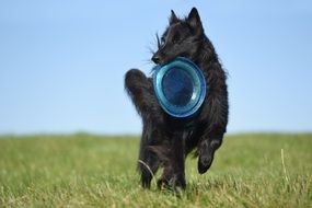picture of the black dog is playing frisbee