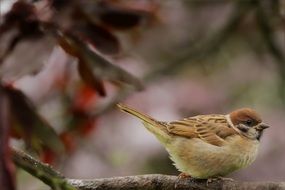 sparrow on a tree branch on a blurred background