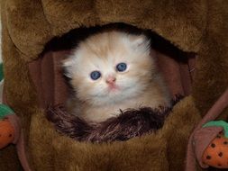 Clip Art of cute kitten