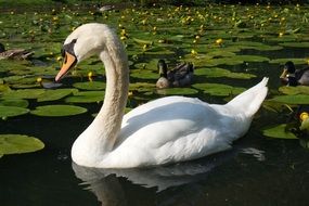 white swan on the pond with water lilies