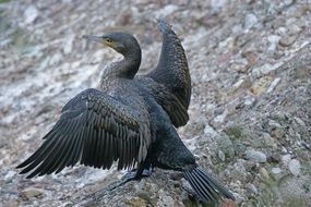 Cormorant opened its wings