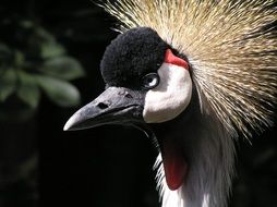 Bird Head colorful Feather portrait
