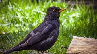 blackbird on green grass