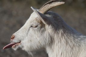goat showing its tongue