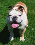 funny Bulldog on meadow