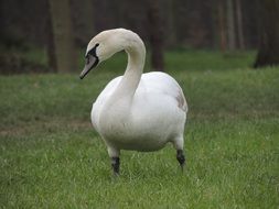 photo of white Swan on the grass