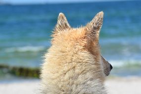 Sled dog on Baltic Sea