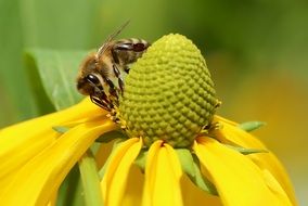 Closeup photo of Bee on a yellow flower
