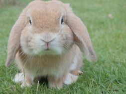 fluffy Bunny Pet in green grass