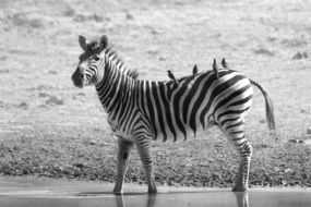 oxpeckers on the zebra's back