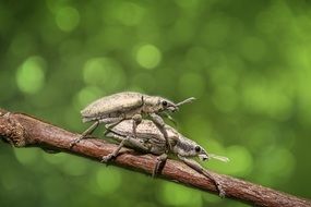 mating wild insects