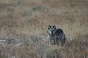 gray wolf on the autumn field