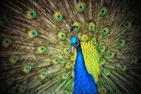 incredible beautiful peacock