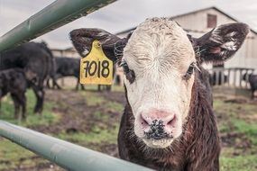 calf with a numbers in the ear