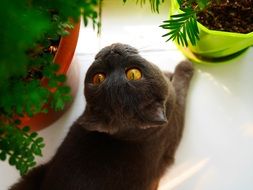 domestic cat with yellow eyes lies on the windowsill