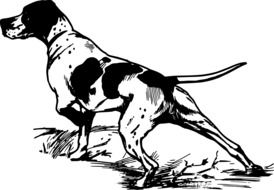 drawing hunting dog