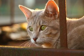 Cat in autumn