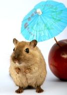 sweet hamster and red apple with cocktail umbrella