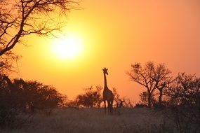 wild giraffe at sunset