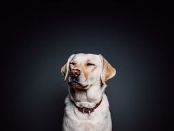 white labrador with eyes closed