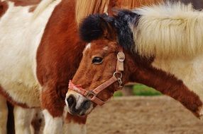 Portrait of pony with brown fur in the stall on the farm