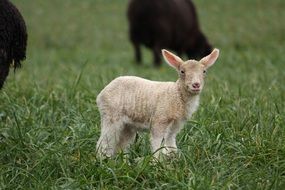 ireland Sheep baby