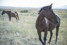Brown Horses on a pasture