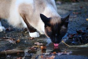 cat drinking from a puddle