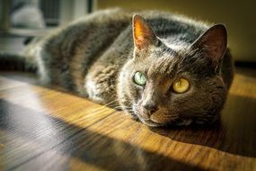 gray Cat on floor looking aside