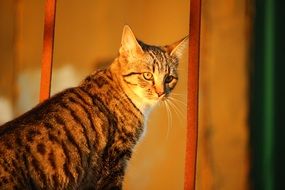 tabby cat in the rays of the evening sun