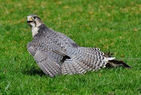 grey falcon in the wildpark poing