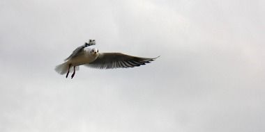 seagull in flight in a cloudy sky