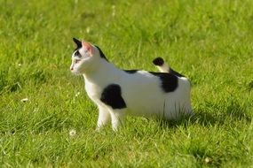 sneaking domestic cat on the lawn