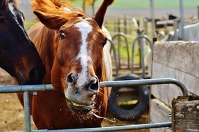 horse in the paddock in the autumn