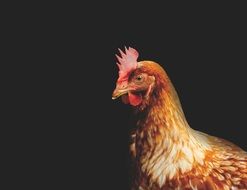 brown chicken on black background close up