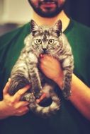 striped cat in the hands of the owner