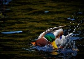 bright duck in a spray of water on the lake