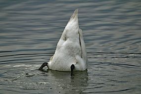 rear part of Swan above Water close-up