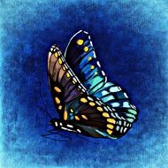 graphic image of a bright butterfly