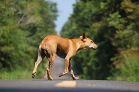 dog on the road