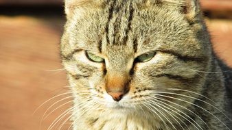 Beautiful cat in the light in Cyprus