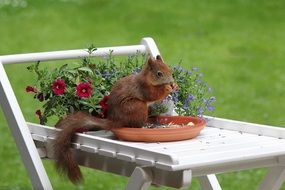 squirrel on a white garden table