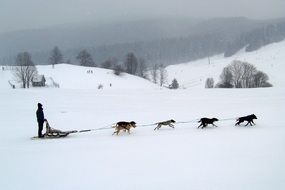 dog sledding man