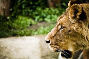 lion belongs to the family cat